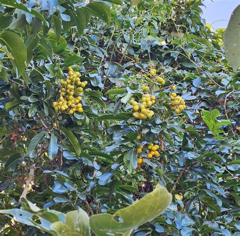 Plant Of The Month Harpullia Hillii Native Plants Queensland