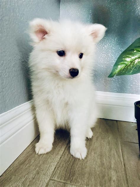 American Eskimo Dog Puppies For Sale Lynwood Ca 304606