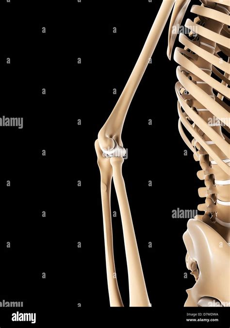 Elbow Bones Stock Photos And Elbow Bones Stock Images Alamy