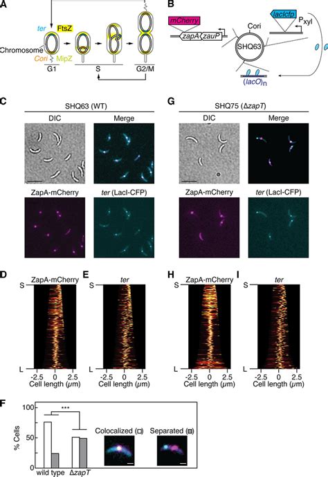 The Replication Terminus Region Of The C Crescentus Chromosome