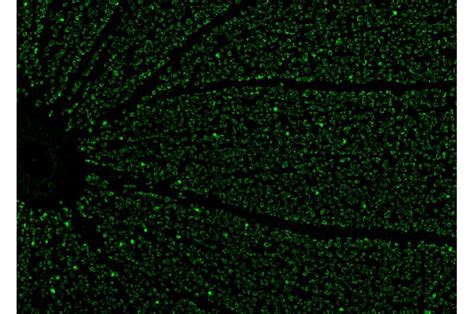 The functional organization of cells in the retina is shaped by natural ...