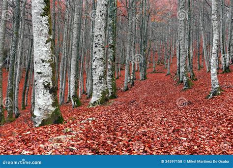 Forest In Autumn With Red Leaves On Ground Stock Photo Image Of