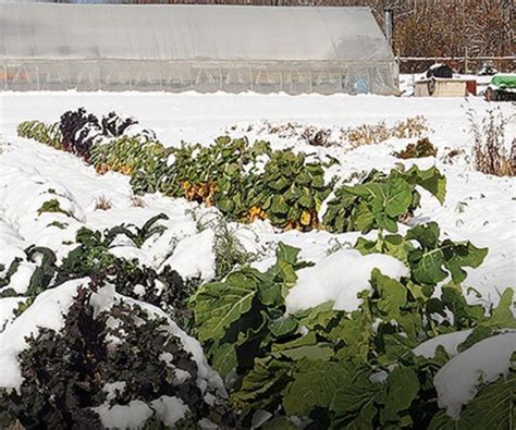 33 Cool Winter Gardening Ideas And How To Grow Winter Plants Foter