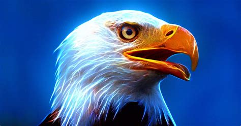 40+ Red Eagle Hd Wallpaper