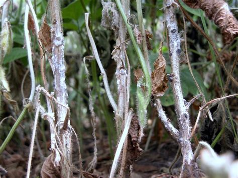 White Mold Management In Soybeans