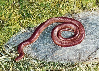 Worm snake | Burrowing, Nocturnal, Legless | Britannica