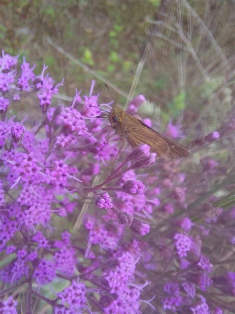 Ocola Skipper From Southport Fl Usa On October At