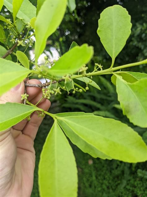 Red Fruited Olive Plum From Luscombe Qld Australia On October