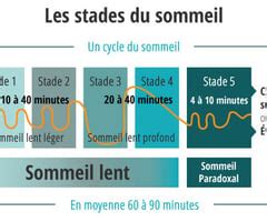 Module A2 Les Rythmes Biologiques Le Sommeil PSE Cartes Quizlet