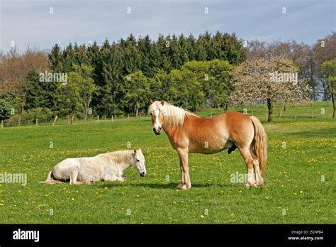 horse curious nosey nosy animals lie lying lies horses spring meadows lower Stock Photo - Alamy