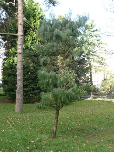 Pinus Patula Friends Of Belfast Botanic Gardens