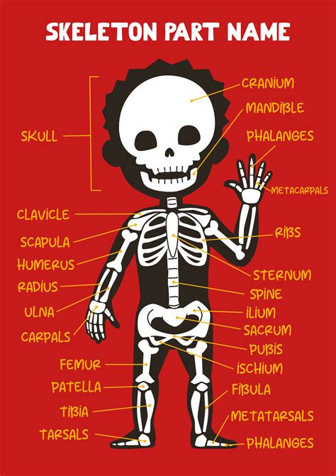 Name of cute cartoon human skeleton part for kids in english 9954722 Vector Art at Vecteezy