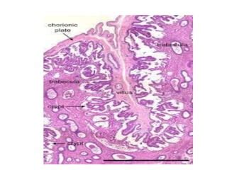 Histology of uterus, mammary gland, placenta