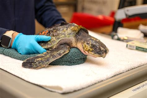 Warmer currents may lead sea turtles to danger in Cape Cod Bay | WBUR News