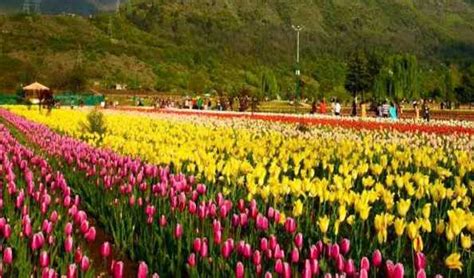 Kashmirs Iconic Tulip Garden Enters World Book Of Records As Asias