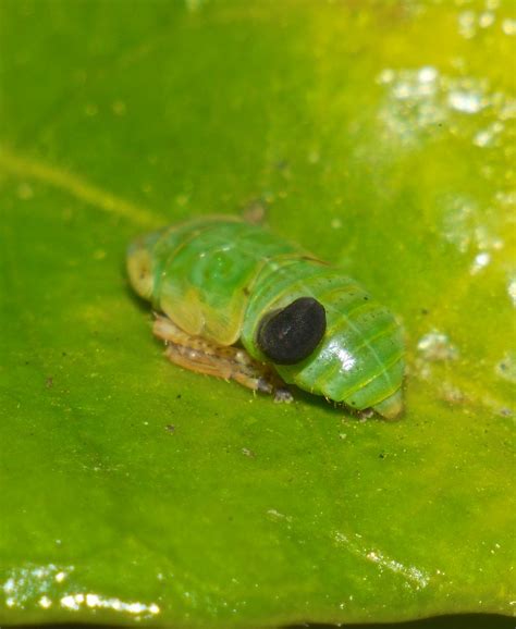 Parasitic Wasp Larva Bethyloidea Dryinidae Hymenoptera Att Flickr