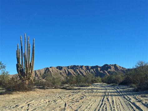 Valle De Los Gigantes Valley Of The Giant Cardón Cacti Discover Baja