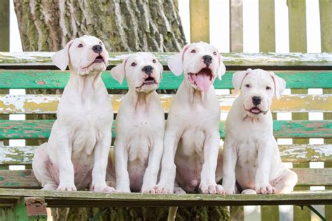 10 Best Dogo Argentino Breeders (2024): Our Top 10 Picks!