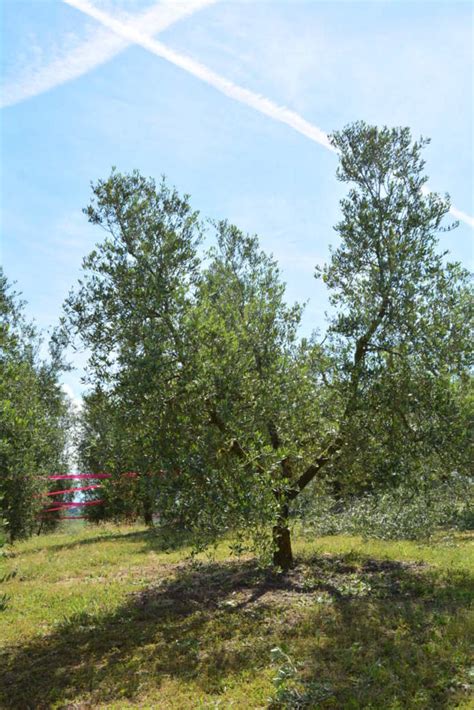 Olivo A Vaso Policonico La Potatura Alle Porte Ecco Quando Intervenire