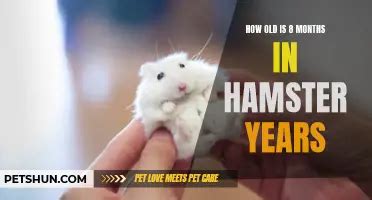 how to know how old your hamster is