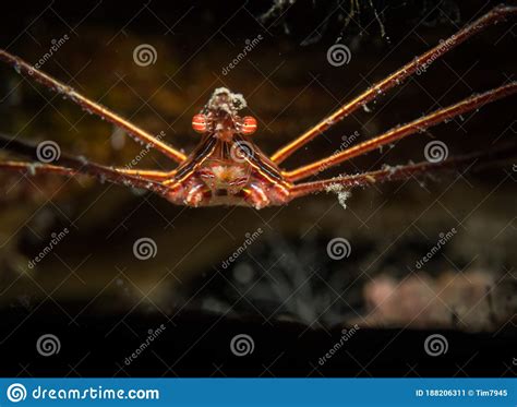 Underwater Life On The Reefs Around The Dutch Caribbean Island Of