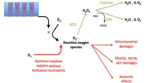 Reactive Oxygen Species In Peripheral Arterial Disease Sod Superoxide