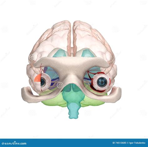 Eye Anatomy And Structure Muscles Nerves And Blood Vessels Of Royalty