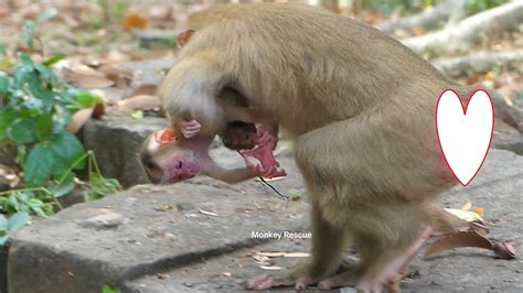 Breaking News Luna Gave Birth Newborn Pigtail She Is Lovely Baby