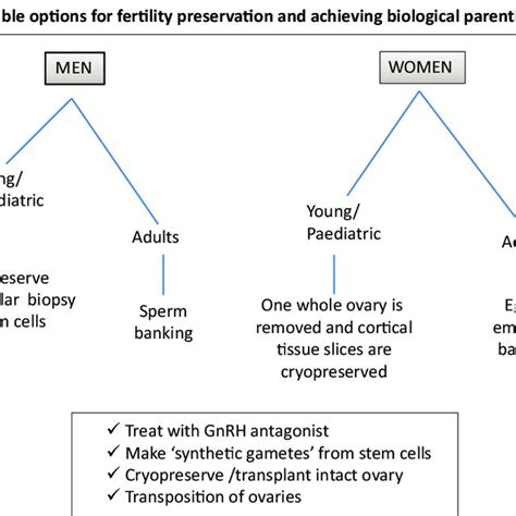 Possible Options Of Fertility Preservation For Cancer Patients Before Download Scientific