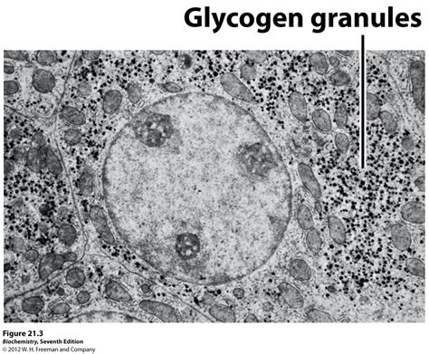 Glycogen Chemical Structure