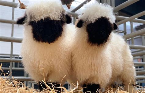 About The Valais Blacknose Sheep Breed