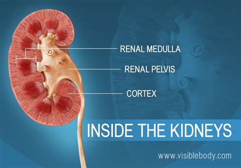 Kidneys Urinary Anatomy