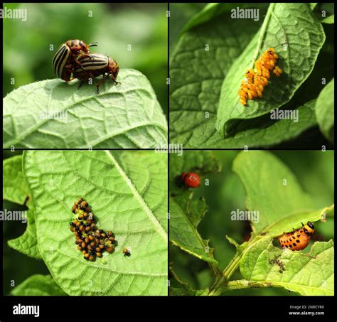 Collage With Different Photos Of Colorado Potato Beetles On Green