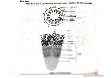 SOLUTION: Structure of dicot and monocot stem - Studypool