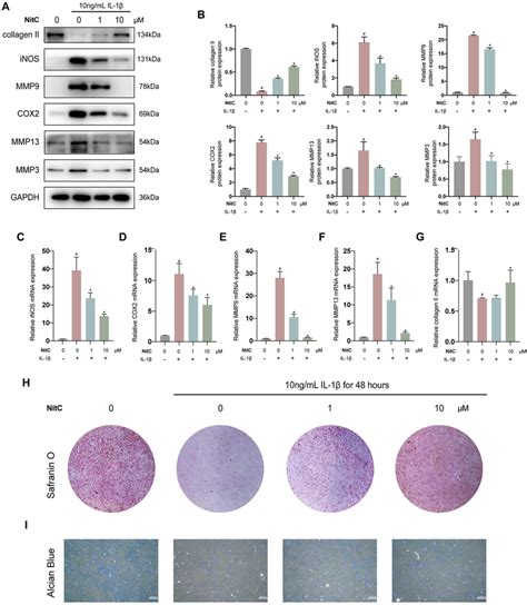 Nitc Alleviated Ecm Degradation And Inhibited Racs Inflammation In