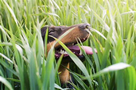 ¿porqué Mi Perro Come Pasto Veterinario Online