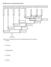 Lab Phylogenetic Tree Questions Sheet Docx Bio L Lab In Lab