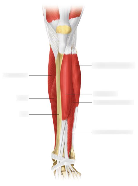 Ankle Muscles Anterior View Diagram | Quizlet