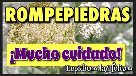 LEPIDIUM LATIFOLIUM ROMPEPIEDRAS 7 BENEFICIOS Y Forma De Tomarlo