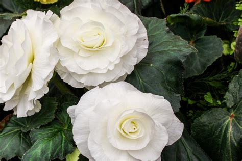 Begonia Varieties Hgtv