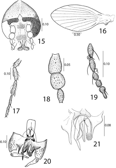 Didicrum Letitiae Omad Sp Nov Male Holotype 15 Head Frontal