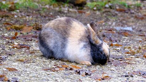 rabbit      hd stock footage clips pixabay