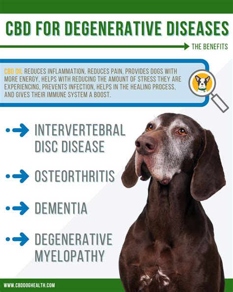 Caring For A Dog With Degenerative Myelopathy What To Expect Symptoms