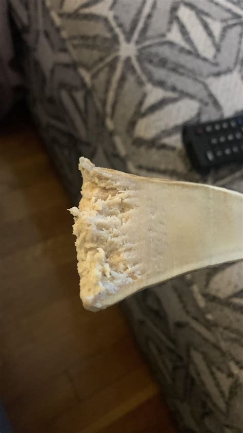 Moose antler bone.... : r/VetHelp