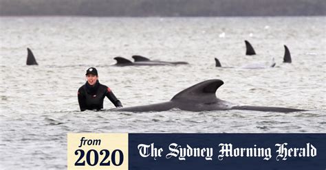 answers  mass whale beaching