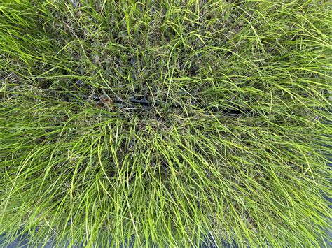 Spartina Pectinata Prairie Cordgrass 2 Plug 50 Ct Native Plants