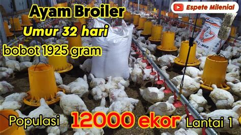 Ayam Broiler Umur 32 Hari Bobot 1925 Gram Kandang Close House 12000