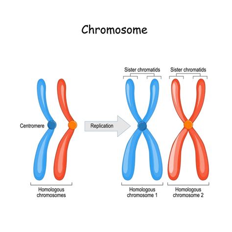 thousand chromosome pairs royalty  images stock