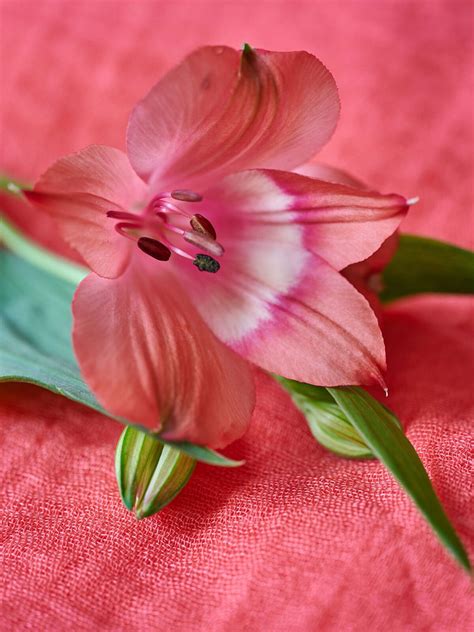 Alstroemeria: robust & radiant - Royal Van Zanten