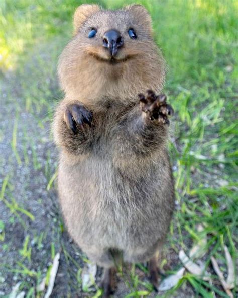 quokka on Tumblr